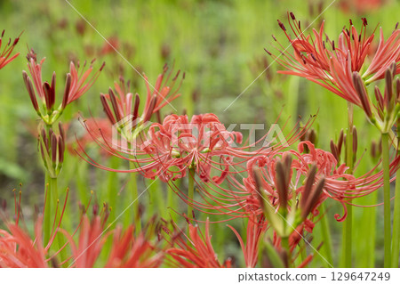 馬拉迪拉花 馬拉迪拉花 129647249