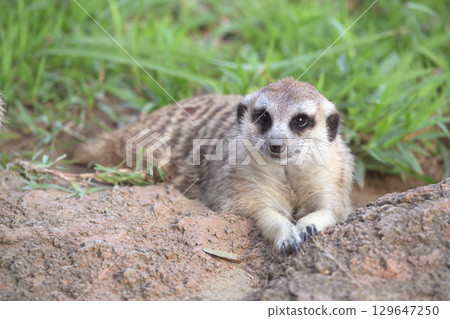 Meecats peering into the lined up cameras one after the other 129647250
