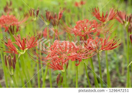 Flower of maradilla Flower of maradilla 129647251