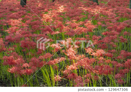 馬拉迪拉花 129647306