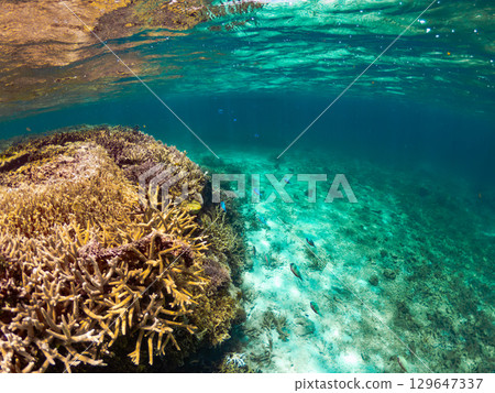 距離宮古島4公里的大神島海域的珊瑚 距離宮古島4公里的大神島海域的珊瑚 129647337