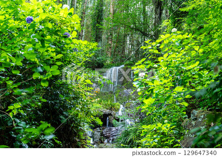 Flower and Stream Village Park (Kotaki) - The top of the Upper Waterfall and hydrangeas seen from the promenade, Tsuyama City, Okayama Prefecture 129647340