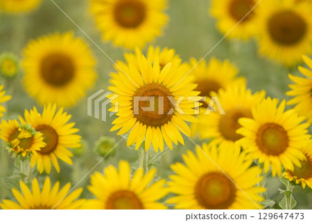 在盛開的向日葵領域 129647473