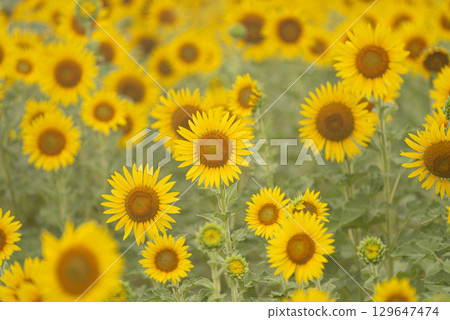 Sunflower field in full bloom Sunflower field in full bloom 129647474