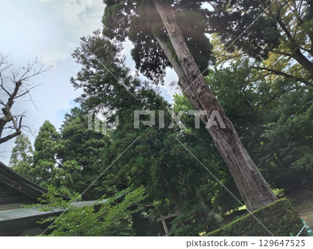 Matsuoji 129647525