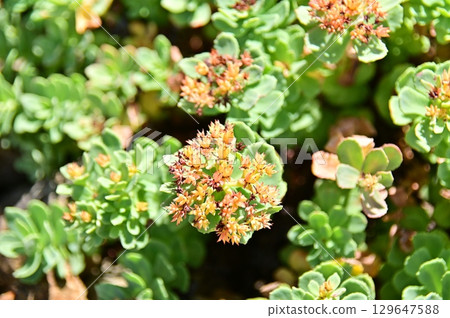 Rhodiola rosea close up 129647588