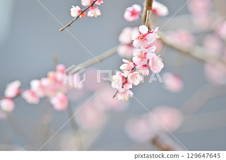 京都淀道中的川津櫻花 129647645