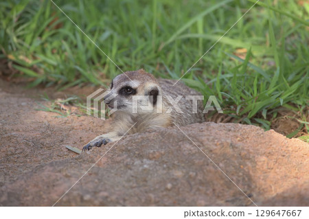 A meerkat resting its belly on the ground and gazing into the distance A meerkat resting its belly on the ground and gazing into the distance 129647667