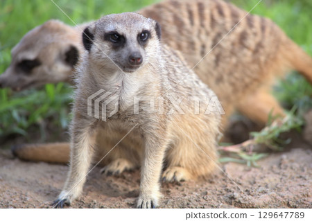 Meerkat sitting on its front legs 129647789