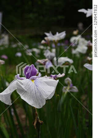 初夏，公園裡盛開的白色鳶尾花 129647812