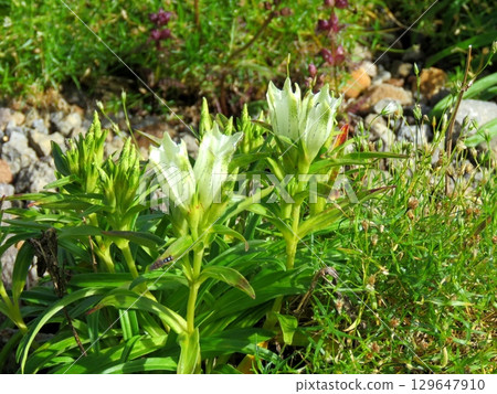 乘坐鞍山礫石中盛開的豐藥林堂白色花朵 129647910