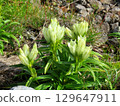 White flowers of Toyakurindou blooming in the gravel of Mount Norikura 129647911