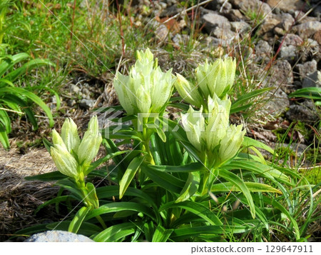 乘坐鞍山礫石中盛開的豐藥林堂白色花朵 129647911