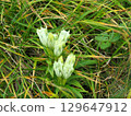 White flowers of Toyakurindou blooming in the gravel of Mount Norikura 129647912