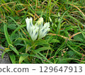 White flowers of Toyakurindou blooming in the gravel of Mount Norikura 129647913