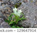 White flowers of Toyakurindou blooming in the gravel of Mount Norikura 129647914