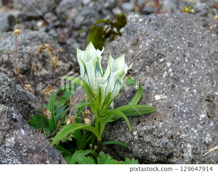White flowers of Toyakurindou blooming in the gravel of Mount Norikura White flowers of Toyakurindou blooming in the gravel of Mount Norikura 129647914