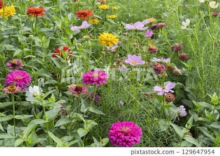 百日菊和波斯菊 129647954