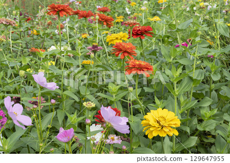 百日菊和波斯菊 百日菊和波斯菊 129647955