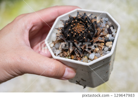 Someone hand holding a pot of dead Obregonia denegrii cactus with Anthracnose disease problem covered it whole. Anthracnose is one of the most common and serious diseases in horticulture. 129647983