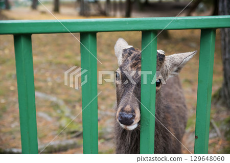 Cute deer beg for biscuit food from visitor at Nara park, Kansai, Japan 129648060
