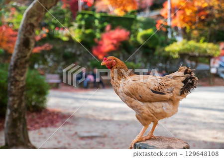 Chicken on wood with fall maple leaf at Minoh waterfall park, Osaka Chicken on wood with fall maple leaf at Minoh waterfall park, Osaka 129648108