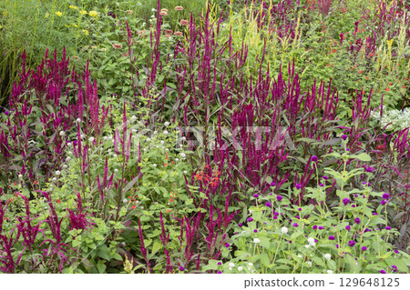 雞冠花和千日紅 雞冠花和千日紅 129648125