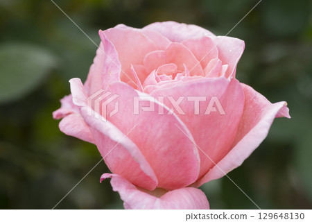  粉紅玫瑰花朵 129648130