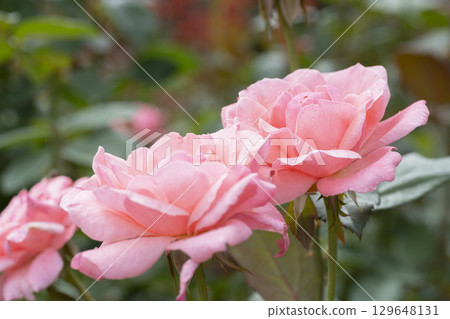  粉紅玫瑰花朵 129648131