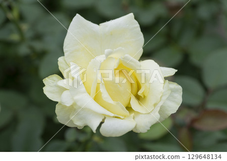 Yellow Rose Flower 129648134