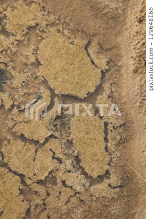Mud Texture in the fields 129648166