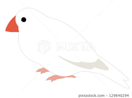 Simple illustration of a white java sparrow 129648294