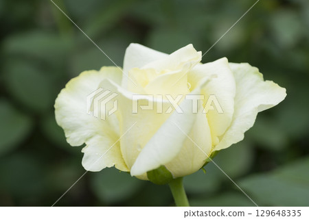 黃玫瑰花 129648335