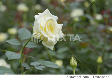 黃玫瑰花 129648336