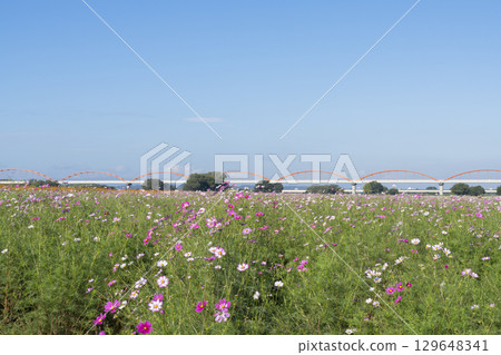 Cosmos flower field 129648341