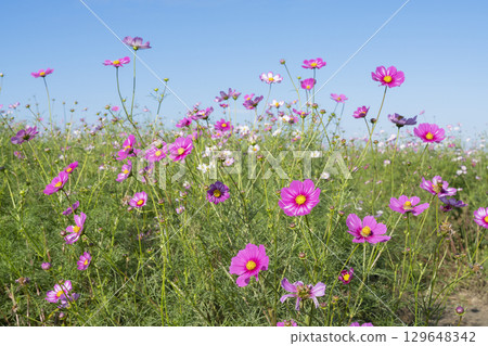 Cosmos flowers Cosmos flowers 129648342