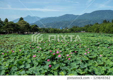 盛開的蓮花和山脈 129648362
