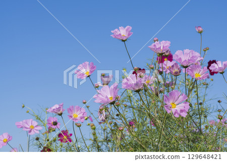 波斯菊花 129648421