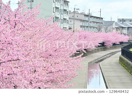 Kawazu cherry blossoms in the Yodo waterway in Kyoto 129648432