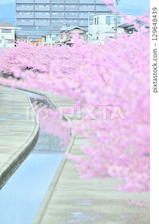 Kawazu cherry blossoms in the Yodo waterway in Kyoto Kawazu cherry blossoms in the Yodo waterway in Kyoto 129648439