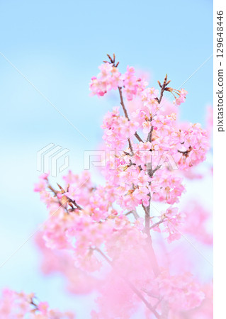 Kawazu cherry blossoms in the Yodo waterway in Kyoto Kawazu cherry blossoms in the Yodo waterway in Kyoto 129648446