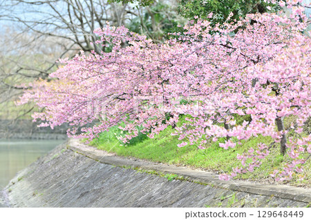 京都淀道中的川津櫻花 129648449