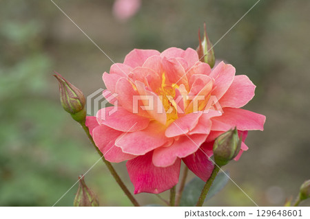 紅玫瑰花 129648601