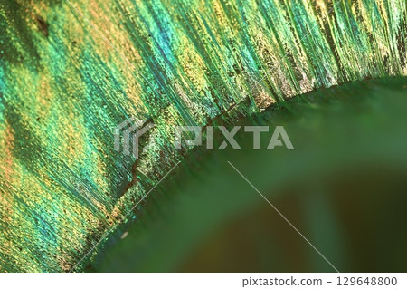 Peacock Feather Pattern Texture Background 129648800