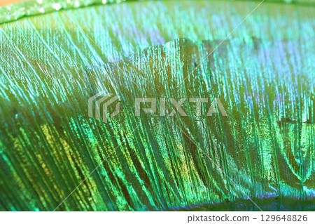 Peacock Feather Pattern Texture Background 129648826