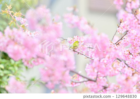 京都淀水道的河津櫻花和日本白眼 129648830