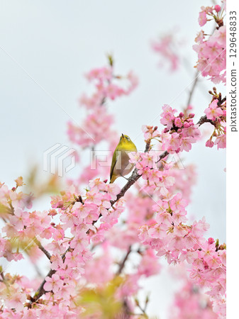 Kawazu cherry blossoms and Japanese white-eye in the Yodo waterway of Kyoto 129648833