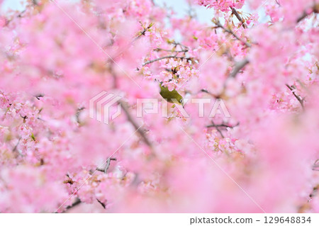 Kawazu cherry blossoms and Japanese white-eye in the Yodo waterway of Kyoto 129648834