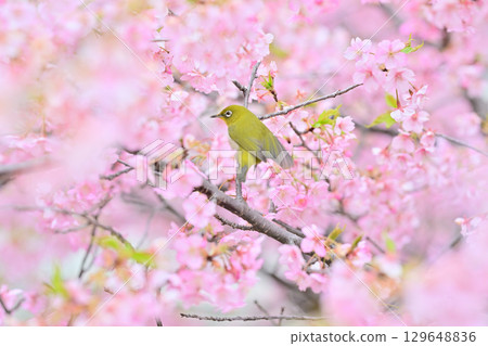 Kawazu cherry blossoms and Japanese white-eye in the Yodo waterway of Kyoto Kawazu cherry blossoms and Japanese white-eye in the Yodo waterway of Kyoto 129648836