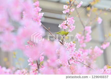 Kawazu cherry blossoms and Japanese white-eye in the Yodo waterway of Kyoto Kawazu cherry blossoms and Japanese white-eye in the Yodo waterway of Kyoto 129648837